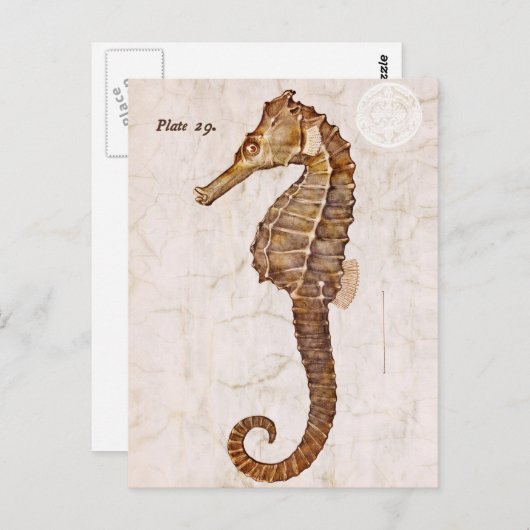 zeepaardje - Antiek zeepaardjes Gepersonaliseerd Briefkaart (Voorkant / Achterkant)