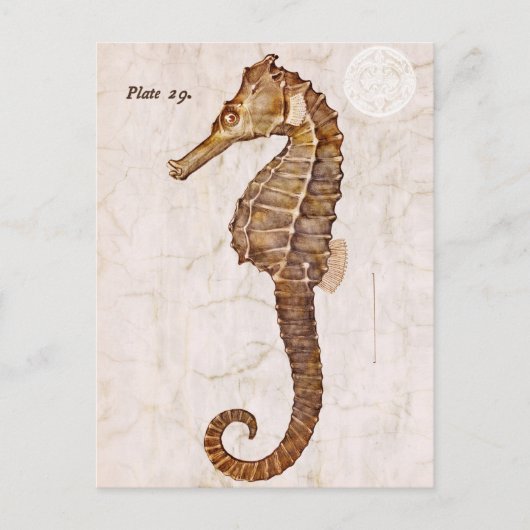  zeepaardje - Antiek zeepaardjes Gepersonaliseerd Briefkaart (Voorkant)