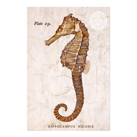  zeepaardje - Antiek zeepaardjes Gepersonaliseerd Foto Afdruk (Voorkant)