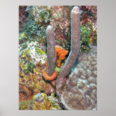 Zeepaardje op koraal poster (Voorkant)