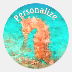 Zeepaardje Tropisch Caraïbisch Turquoise sinaasapp Ronde Sticker