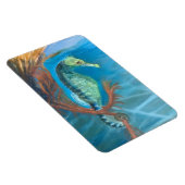 Zeepaardje tussen zeewier magneet (Rechterzijde)