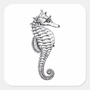 Zeepaardje,  zee dierillustratie vierkante sticker