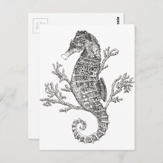 Zeepaardkoraal Briefkaart (Voorkant / Achterkant)