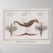  zeepaardtekening retrospectief poster (Voorkant)