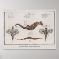 zeepaardtekening retrospectief