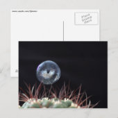 Zeepbel op een cactus briefkaart (Voorkant / Achterkant)