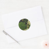 zeeppaket Kunst Sweet Marjoram Herbs Ronde Sticker (Envelop)