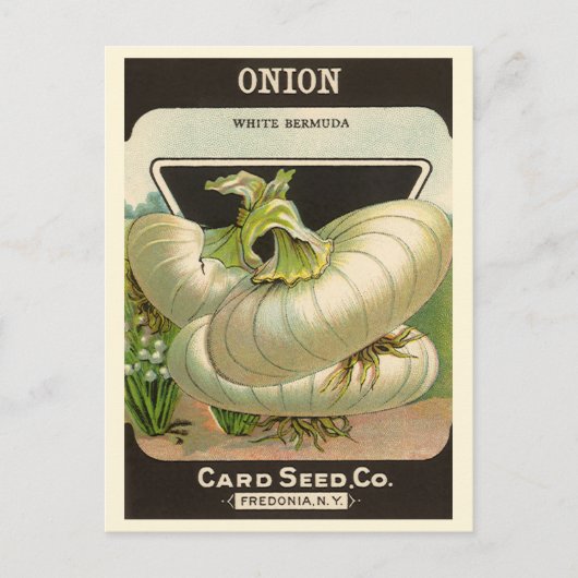  zeeppaketiket Art White Bermuda Onions Briefkaart (Voorkant)