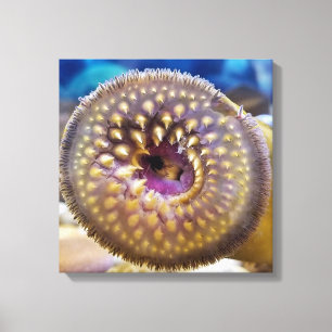 Zeeprikmond Poster Canvas Afdruk