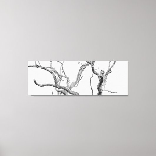 Zeer belangrijke luipaard: Inkanyeni-Vrouw Canvas Afdruk (Voorkant)