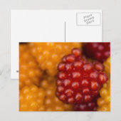 Zeer Berry Briefkaart (Voorkant / Achterkant)