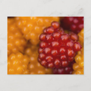 Zeer Berry Briefkaart
