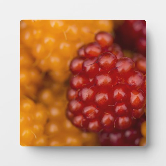 Zeer Berry Fotoplaat (Voorkant)