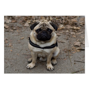 Zeer ernstige pug