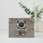 Zeer ernstige pug briefkaart (Staand voorkant)