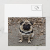 Zeer ernstige pug briefkaart (Voorkant / Achterkant)