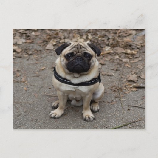 Zeer ernstige pug briefkaart (Voorkant)
