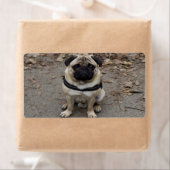 Zeer ernstige pug etiket (Insitu)