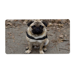 Zeer ernstige pug etiket