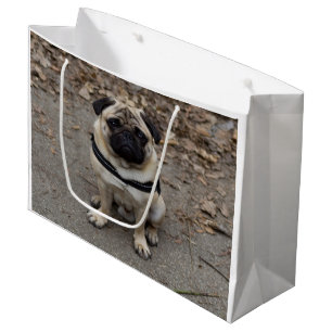 Zeer ernstige pug groot cadeauzakje
