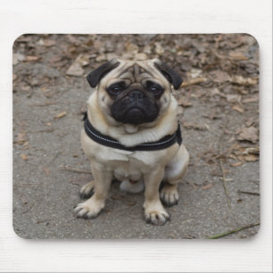 Zeer ernstige pug muismat