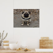 Zeer ernstige pug poster (Keuken)