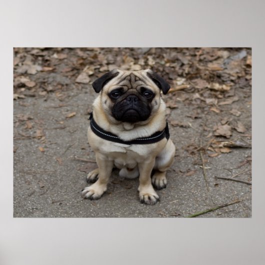 Zeer ernstige pug poster (Voorkant)