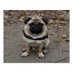 Zeer ernstige pug poster