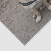 Zeer ernstige pug tissuepapier (Detail)