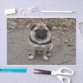 Zeer ernstige pug tissuepapier (Craft)