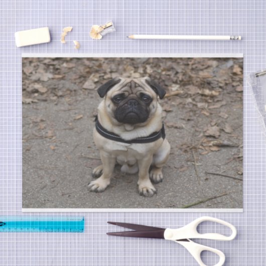 Zeer ernstige pug tissuepapier (Craft)