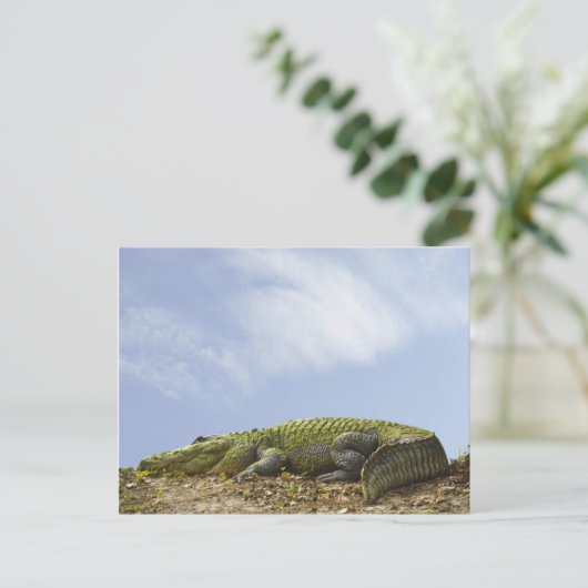 Zeer groot Alligator-Briefkaart Briefkaart (Staand voorkant)