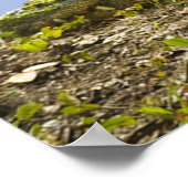 Zeer groot Alligator Panoramisch Poster (Hoek)