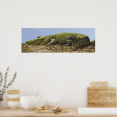 Zeer groot Alligator Panoramisch Poster (Keuken)