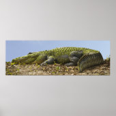 Zeer groot Alligator Panoramisch Poster (Voorkant)
