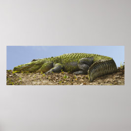 Zeer groot Alligator Panoramisch Poster
