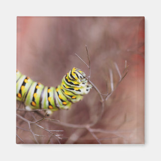 Zeer Hongaarse driepijlerpijler Magneet