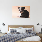 Zeer jonge Boston Terrier Puppy Canvas Afdruk (Insitu (Slaapkamer))