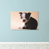 Zeer jonge Boston Terrier Puppy Canvas Afdruk (Insitu (Houten vloer))