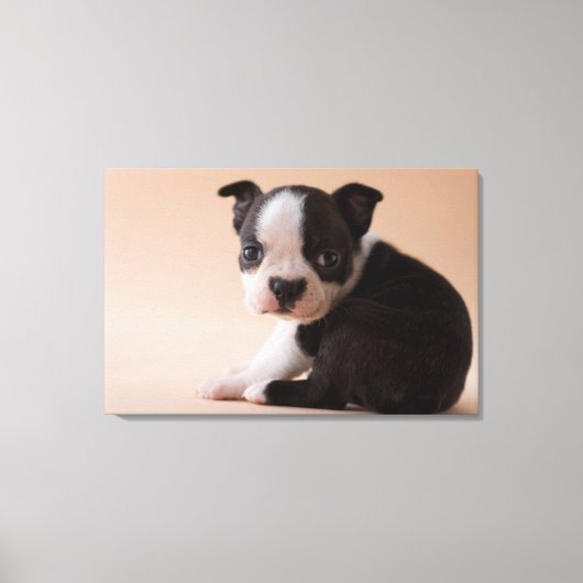 Zeer jonge Boston Terrier Puppy Canvas Afdruk (Voorkant)