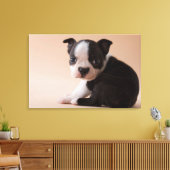 Zeer jonge Boston Terrier Puppy Canvas Afdruk (Insitu (Woonkamer))