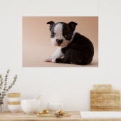 Zeer jonge Boston Terrier Puppy Poster (Keuken)