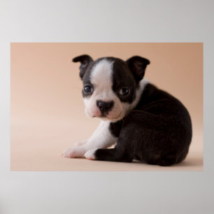 Zeer jonge Boston Terrier Puppy Poster