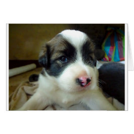 Zeer jonge Puppy look Cute