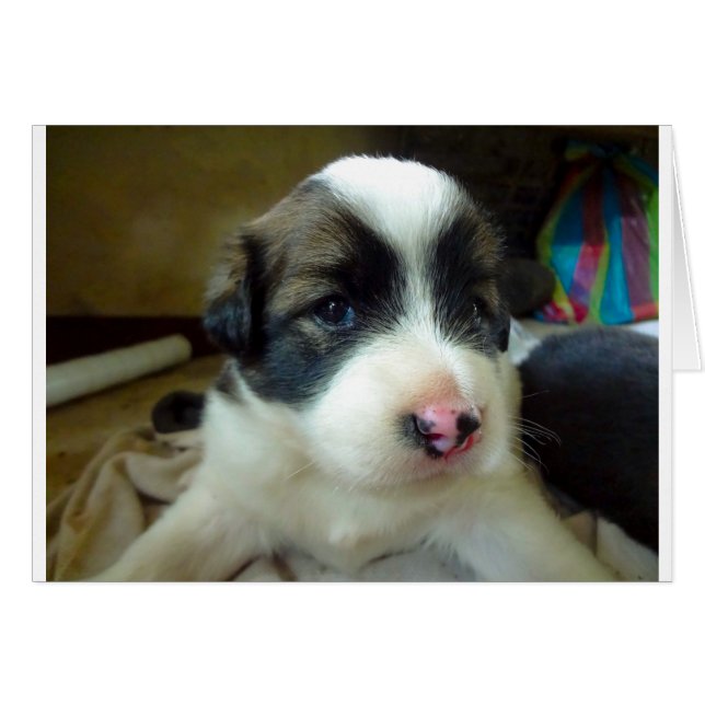 Zeer jonge Puppy look Cute (Voorkant Horizontaal)