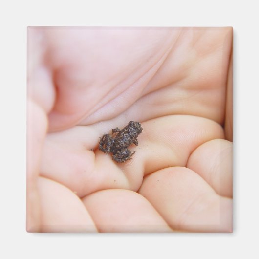 Zeer kleine zwarte kikker ongeveer de grootte van  magneet (Voorkant)