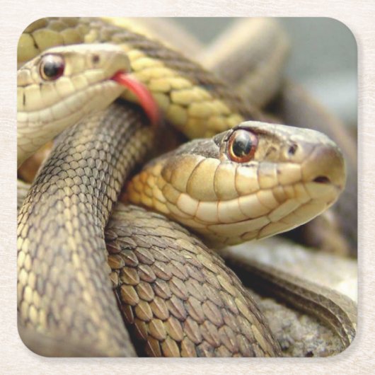 Zeer koele slangen Onderzetter set (Voorkant)