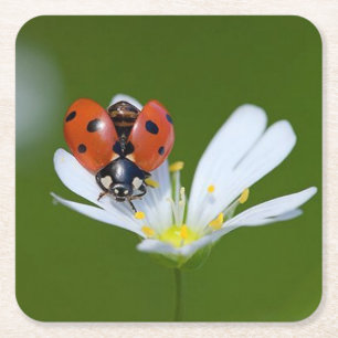 Zeer kool Ladybug op een ventilator Kartonnen Onderzetters