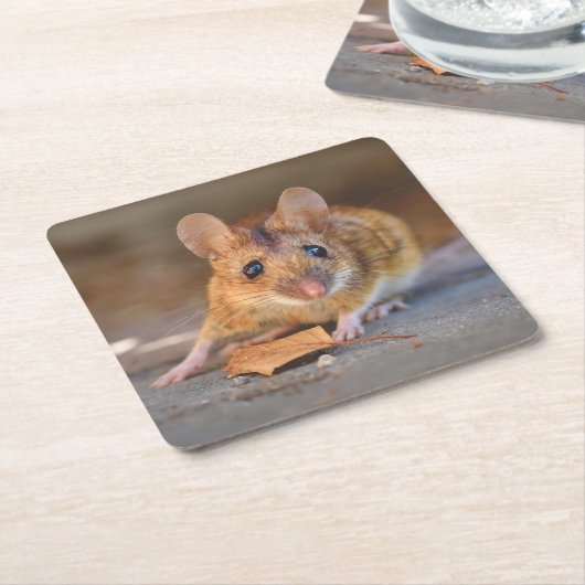 Zeer koude muis in de set Wilde Onderzetters (Schuin)
